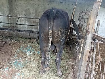 коровы алатау: Продаю | Бык (самец) | На откорм | Привязанные — 2