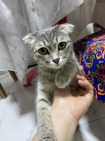 Семья кошек вислоухие Мама котят фолд и черный котенок тоже фолд