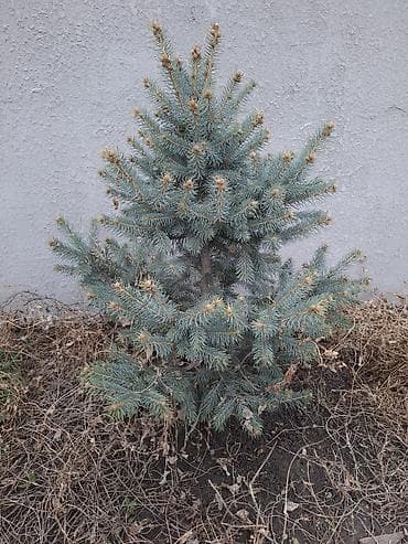 саженцы деревьев: Сосна обыкновенная и ель колючая (голубая) — саженцы для озеленения — 5