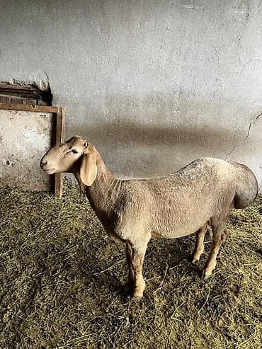 искусственное осеменение овец: Продаю | Овца (самка) | Для разведения | Матка — 1