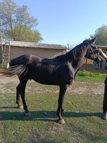 кой кыркыч: Продаю | Конь (самец) — 2