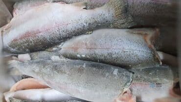 установка газового оборудования бишкек: Услуга шоковой морозильной камеры, заморозить и хранить, заморозка и — 3