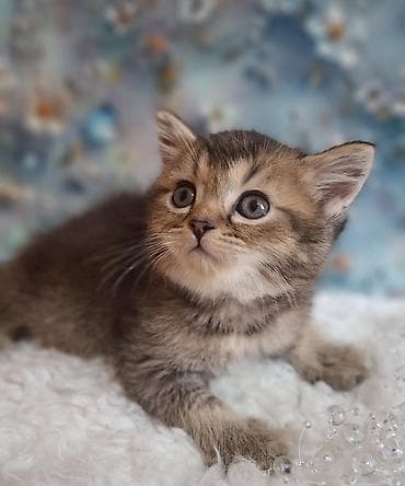 шотландский скоттиш страйт: Скотиш Страйт (Шотландская прямоухая), 2 месяца, Мальчик, Приучена к лотку, Проглистована — 10
