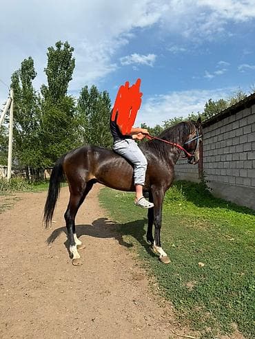 сокол купить: Продаю | Жеребец | Для разведения, Рабочий, Конный спорт | Племенные, Осеменитель — 7
