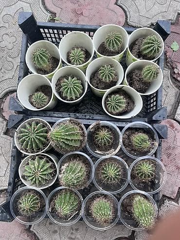 сколько стоят кактусы: Кактус 🌵 Все кактус свежие идеально подходит для подарка можно — 7