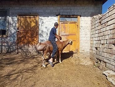 американский спаниель: Продаю | Баран (самец) | Для разведения | Осеменитель — 6