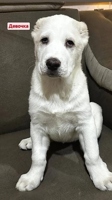 бишкек собака: Продаются великолепные щенки алабая от чистокровных родителей с — 3