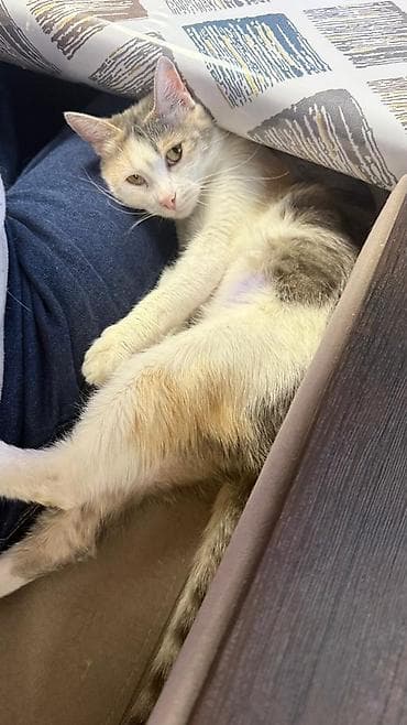 куда отдать кошку бишкек: Беспородная, 7 месяцев, Девочка, Кастрирована, Приучена к лотку, Проглистована — 5