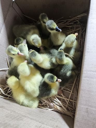 1жаш бука: Гусята суточные, недельные. Вывод каждую неделю. Отправка в регионы — 3
