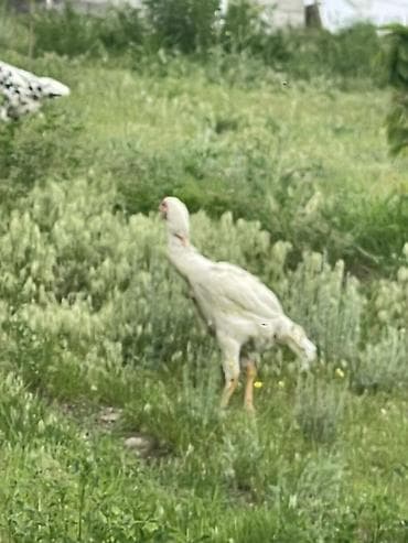 кошка свинкс: Продаю | Петух | Бойцовая | Для разведения — 3