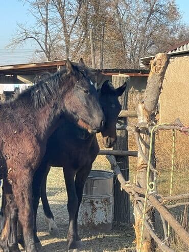 в связи с переездом отдам попугая жако в добрые руки: Продаю | Жеребец | Для разведения — 8