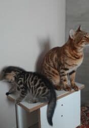 отдам даром вислоухого котенка: Бенгальская, 2 месяца, Девочка, Черный, Метис, Приучена к лотку — 2