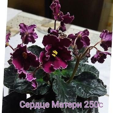 Хозтовары: Сенполии (фиалки) сортовые. В наличии на фото: - Мексиканский Тушкан — 3