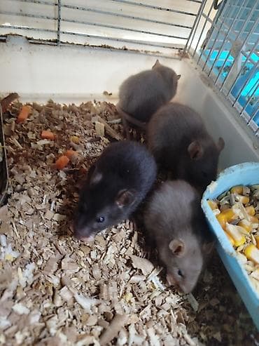 двухчубые голуби цена: Продам маленьких крысят Дамбо декоративные рексы ручные домашние. Есть — 3