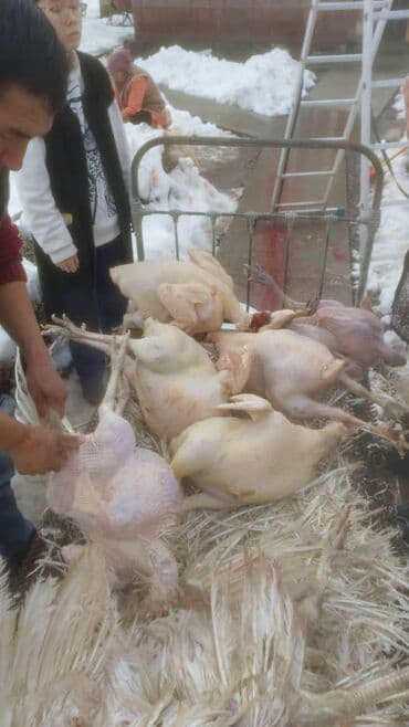 мясо токмок: Күрп :, 10 кг ашык — 5