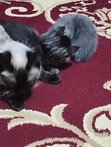 Вязка кошек: Котята домашние - На фото — пушистые котята серого и дымчатого окраса — 4