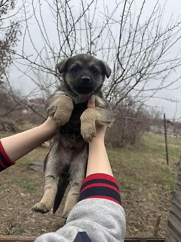 Ит кууту: Щенки, помёт дворняжек (метисы) - Возраст на фото: примерно 1–1,5 — 3