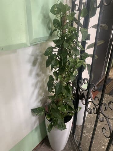 Лиана,высота 130 см,цена каждого
3000 сом at lalafo.kg Лиана,высота 130 см,цена каждого
3000 сом