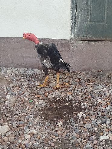 талас ат: Продаю | Куры — 7