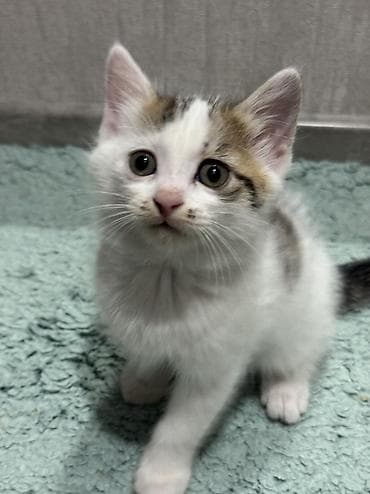 змея для дома: Ищем дом котяткам🥰 Возраст 1,5 месяца (3 июля родились) К лотку — 2