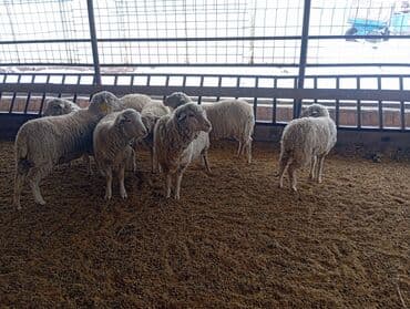 кролик декоративный: Продаю | Баран (самец) | Меринос | Для разведения | Матка — 2