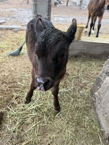 купить калифорнийского червя: Продаю | Музоо, торпок | На откорм | Искусственник — 4