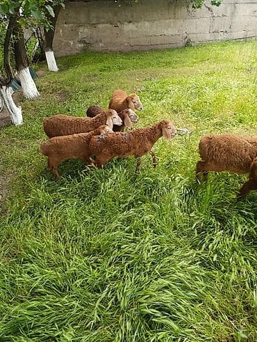 балык кумара: Продаю | Ягненок | На забой — 1