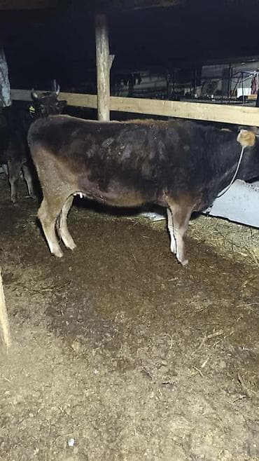 Продаю | Тёлка | Швицкая | На откорм | Привязанные