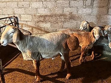 аксессуары для животных: Продаю | Баран (самец) | Арашан | На забой, Для разведения | Племенные, Осеменитель — 5