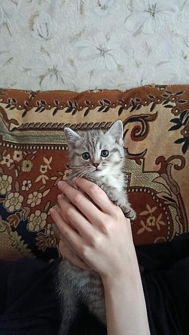 шотландская кошка цена бишкек: Скотиш Фолд (Шотландская вислоухая), 1 месяц, Мальчик, Серый — 6