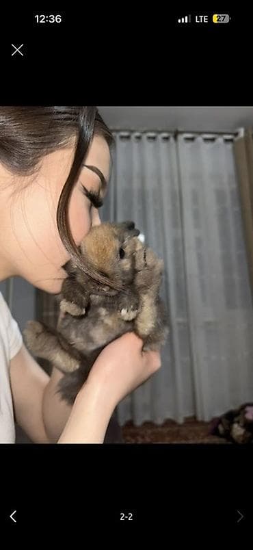 Отдам в хорошие руки, 
Причина: у детей аллергия на шерсть — 2