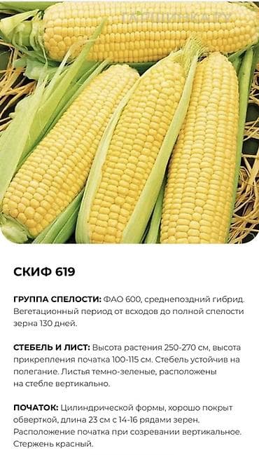 тез арада: В продаже семена кукурузы BUDAN (БУДАН) ЗПСК 704 урожайность гибрида — 4