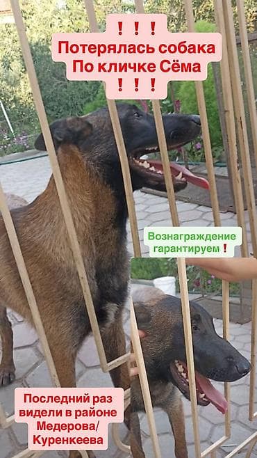 собаки ош: Пропала собака овчарка серо коричневый окрас морда черная возраст 1 — 1