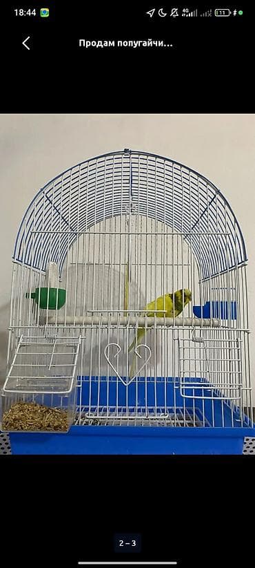 попугаи с клеткой: Волнистый попугай с комплектом клетки и аксессуаров. - Окрас попугая — 1