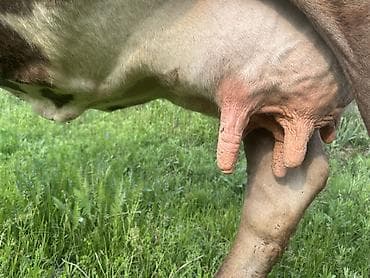 кавказский овчарка: Продаю | Корова (самка) | Для молока — 3