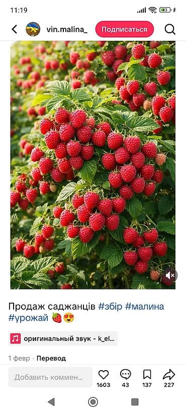 Саженцы малины (Геракл сорт)
продается 15сом. шт с. Беловодское — 2