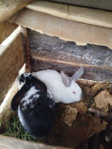кролики фландр крол крольчата бабочка: Продаются 2 кролика 1 белый колифорнийский (самка) 4 месяца 1000с 2 — 6