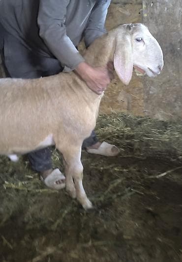 шинок хаски: Продаю | Овца (самка) | Эдильбаевская | На забой — 8