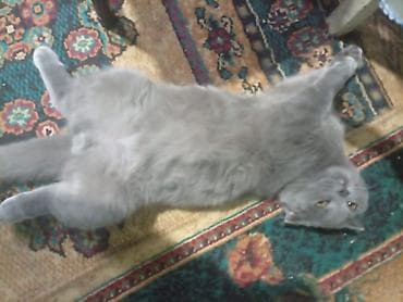 кошка шотланка: Скотиш Фолд (Шотландская вислоухая), 8 месяцев, Мальчик, Голубой, С прививками — 6