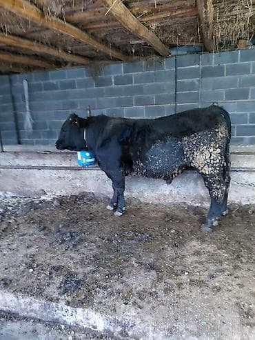 силос камбайн: Продаю | Бык (самец) | Абердин-ангус | На откорм | Привязанные — 3