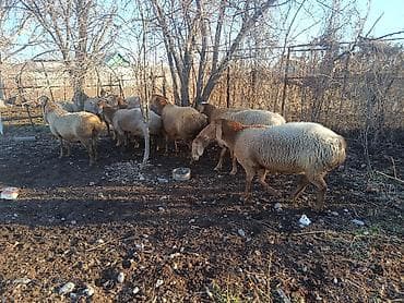 пчела павелион: Продаю | Овца (самка) | Для разведения | Матка — 10