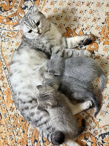 шотландский скоттиш страйт: Скотиш Страйт (Шотландская прямоухая), 2 месяца, Мальчик, Серый, Приучена к лотку — 3
