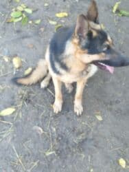 фонд помощи животным: Даром щенки 5 штук папа овчарка мама дворовая очень хорошо ловит — 8