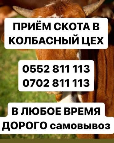 Куплю | Коровы, быки, Лошади, кони | Круглосуточно, Любое состояние, Забитый