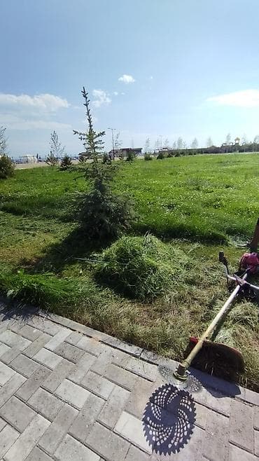 Беде,газон аралашкан чөп сатылат келишим баада өзүбүз чаап машинага
