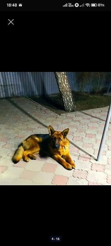 охотничьи собаки купить: Немецкая овчарка, 1 месяц, Самец, С прививкой — 4