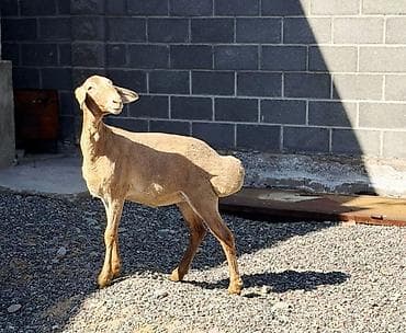 кошки в токмаке: Продаю | Овца (самка), Ягненок | Гиссарская, Долан, Арашан | Для разведения | Племенные, Матка, Ярка — 3