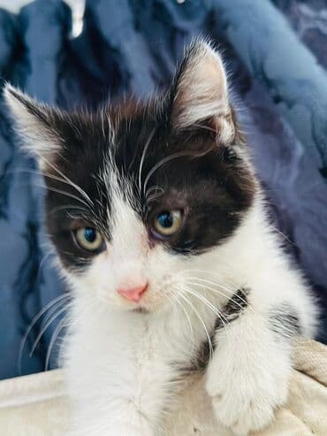 продажа щенков немецкой овчарки с документами в бишкеке: Очаровательные котята, разноокрашенные и с выразительными глазами — 9