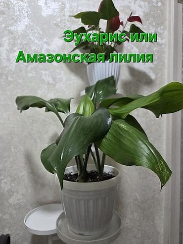 помесь: Комнатные растения в горшках: 1) Антуриум (светло‑кремовые/белые — 3