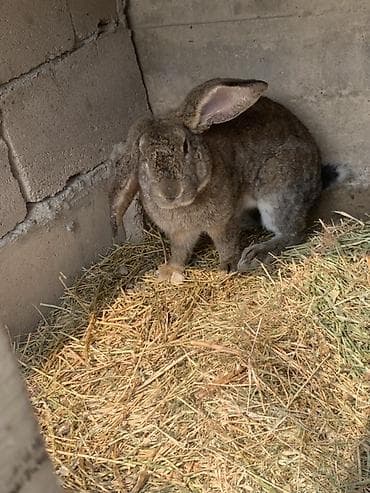 Баран, овца: Продаю | Кролик самец | Серый великан, Фландр, Французский баран | Для разведения — 3